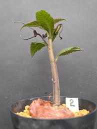 Image result for Dorstenia buchananii