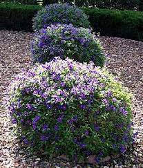 Image result for Lycianthes rantonnetii