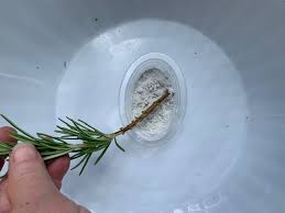 Image result for rosemary cuttings