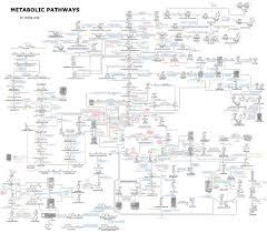 File Human Metabolism Pathways Jpg Wikimedia Commons