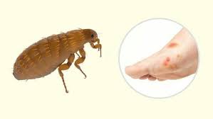 Pestisida alami dari kotoran babi ini lalu disemprotkan pada daerah batang dan akar tanaman sawit. Kutu Babi Datang Dari Mana Karena Rasa Gatal Dari Kutu Bisa Membuat Kita Terus Menggaruk Kepala