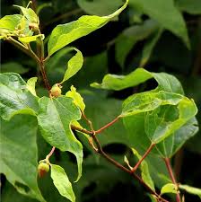 Image result for Azanza lampas