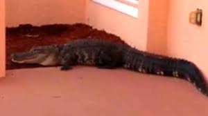 Alligator Gets Police Escort Off Home's Front Porch - YouTube