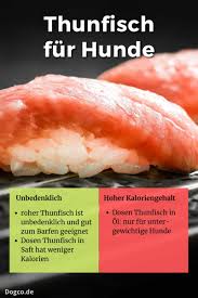 Durfen Hunde Thunfisch Essen Roh Aus Der Dose In Ol Thunfisch Thunfisch Hund Essen