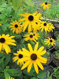 Yet, we lack important knowledge of native plant performance on spfs and pollinator attractiveness for specific regions, including the coastal plain of eastern north carolina. Wildflowers Ferns Native Orchids Trees And Shrubs Wild Flowers Wildflower Seeds Ferns Garden