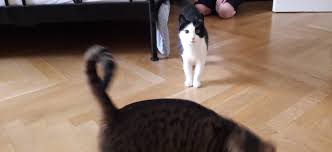 Pinkelt die katze in die wohnung sagt sie damit: Katze Pinkelt In Die Kuche