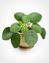 Pilea Peperomioides Is An Easy To Grow But Rare Houseplant Also Called The Chinese Money Plant Or Pancake Pl Denezhnoe Rastenie Sadovye Idei Komnatnye Rasteniya