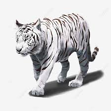 We did not find results for: Gambar Elemen Binatang Harimau Putih Yang Dilukis Dengan Tangan Ganas Satwa Macan Putih Png Transparan Clipart Dan File Psd Untuk Unduh Gratis