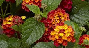 Culture Report Bandolero Lantana Series Greenhouse Product News Lantana Expensive Flowers Flower Delivery