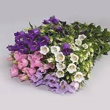 Campanula Medium Lampion Mix Quite Large Bell Shaped Flowers With Several On A Stem Canterbury Bells Delicate An Wholesale Flowers Campanula April Flowers