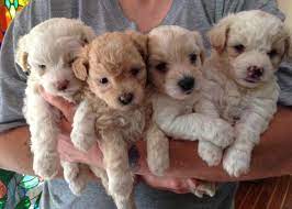 We are breeding high quality akc & ckc puppies that are healthy and very cute. Ckc Registered Maltipoo Puppies For Sale In Navasota Texas Classified Americanlisted Com