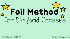 This amoeba sisters dihybrid crosses answer key pdf allows us to recognize that true strength doesn't come from will. The Amoeba Sisters How To Use The Foil Method On A Dihybrid Cross Dihybrid Cross Genetics Lesson Teaching Biology