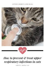 Cat sneezing can be surprisingly difficult to diagnose, for several reasons. How To Prevent Treat Upper Respiratory Infections In Cats Litter Robot Blog Upper Respiratory Infection Respiratory Infection Cat Diseases