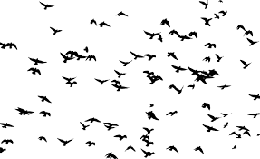 Kisscc0 Bird Flight Flock Silhouette Swallow Large Of Birds 5b746a12b6da24 Flocking Image Original Image