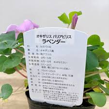 Image result for Cibirhiza