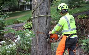 Why Hire an Expert for Ash Tree Removal | Rainbow Treecare