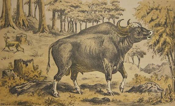 Hunting the Gaur