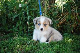 Book pet sitters and dog boarding hosts in wellington, co. Adorable Toy Australian Shepherd Corgi Cross Puppies With Stunning Blue Eyes For Sale In Wellington Colorado Classified Americanlisted Com