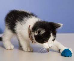 Cat Proof Your Home In 12 Easy Steps Cats Kitten Care Cat Proofing