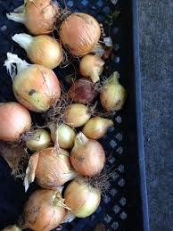 Check spelling or type a new query. Pick Cure Store Onions Right To Get Long Shelf Life