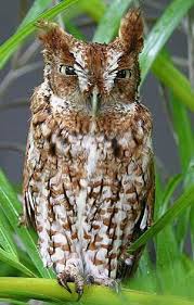 Bird That Sounds Like An Owl In The Morning A Screech Owl This Is What I Hear All The Time Hunting In The Morning It Sounds Really Cool Screech Owl Owl Species Owl