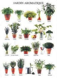 Herbal Garden Nouvelles Images Herbalism Herbs Learn French