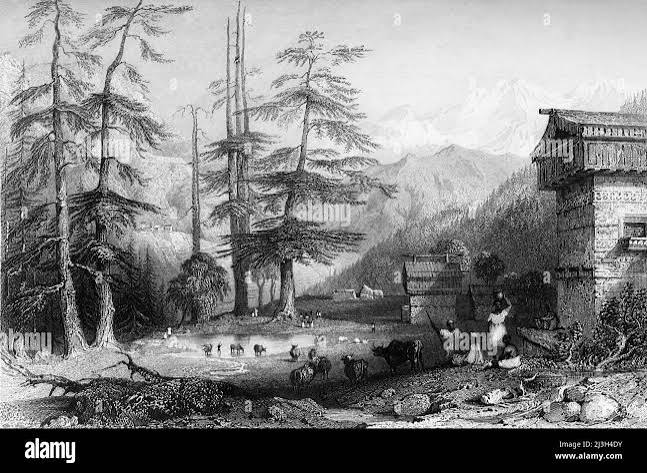 Deodar trees Black and White Stock Photos & Images - Alamy