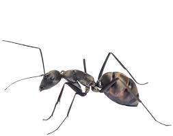 White river junction office of local health. Home Ant Removal Prevention Jp Pest Services