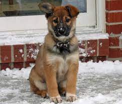 Lucy The Mixed Breed Puppies Crazy Dog Lady German Shepherd Boxer Mix Dogs