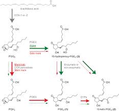 Check spelling or type a new query. 15 Hydroperoxy Pge2 Intermediate In Mammalian And Algal Prostaglandin Biosynthesis Jagusch 2019 Angewandte Chemie International Edition Wiley Online Library