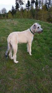 9 Month Old Wheaten Irish Wolfhound Wolfhound Irish Wolfhound Collie Puppies