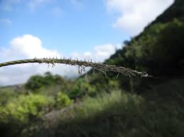 Image result for Enteropogon monostachyos