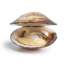 Difference Between Clams And Mussels Clams Food Borne Illness Mussels