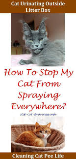 Cat Spraying Hydrogen Peroxide Cat Peeing In House Cleanses Eliminate Cat Urine Smell Cat Pee Smell Removal Concr Cat Urine Cat Pee Smell Removal Cat Pee Smell