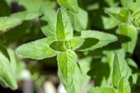 Image result for Lamiaceae