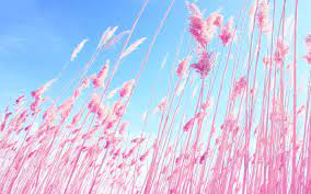 Nature Pink Backgrounds Download Wallpaper Pink And Blue Pink Wallpaper Background Hd Wallpaper
