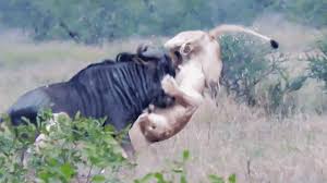 Wildebeest Hooks Lion by Leg as it Tries to Escape!