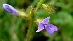 Image result for Calopogonium mucunoides