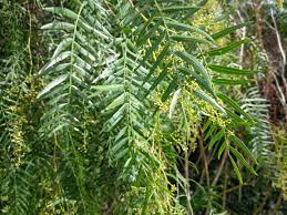 Along with brazilian peppertree (s. Peruvian Pepper Tree I Love Griffith Park
