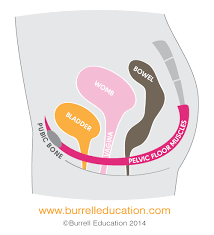 Image result for Pelvic Floor Dysfunction