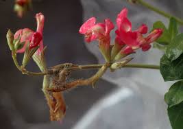 Image result for tomato seedling botrytis