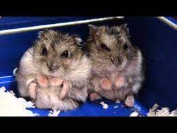 Hamsters Sound Youtube