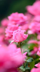 Flower and nature photography from photography talk. Pink Rose Flowers Photography Bokeh 640x1136 Iphone 5 5s 5c Se Wallpaper Background Picture Image