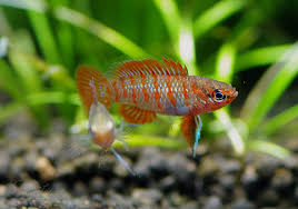 スカーレットジェムとは？ 学名は【dario dario】原産国はインド。 スカーレットジェッムが日本に紹介された時代に熱帯魚の飼育を始めたので行きつけの熱地魚屋さんで初めて見かけた時には非常に驚きました。 当時メンテナンスフィッシュとして販売されることが多かったバジスバジス. ç†±å¸¯é­š ã‚¹ã‚«ãƒ¼ãƒ¬ãƒƒãƒˆã‚¸ã‚§ãƒ  1åŒ¹ ç†±å¸¯é­š ãã®ä»–ã®ç†±å¸¯é­š Aqua Fæ±äº¬åº—é€šè²©ã‚·ãƒ§ãƒƒãƒ—