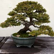 They do not like deep soil. Ficus Bonsai Tree For Sale Novocom Top