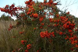 Image result for Pyracantha