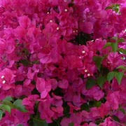 This dwarf breed of bougainvillea's are extremely hardy in hot conditions either in a pot or planted in a sunny spot. Bougainvillea Plants Flowers And Bougainvillea