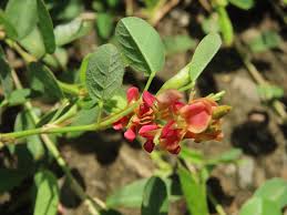 Image result for Alysicarpus zeyheri