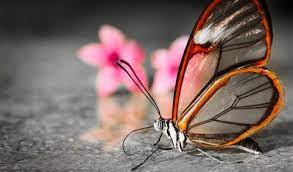 Mariposa Mariposa De Cristal Mariposas Bonitas Imagenes De Mariposas