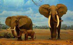 Free Elephant Mac Wallpapers Imac Wallpapers Retina Macbook Pro Elephant Pictures Animals Elephant